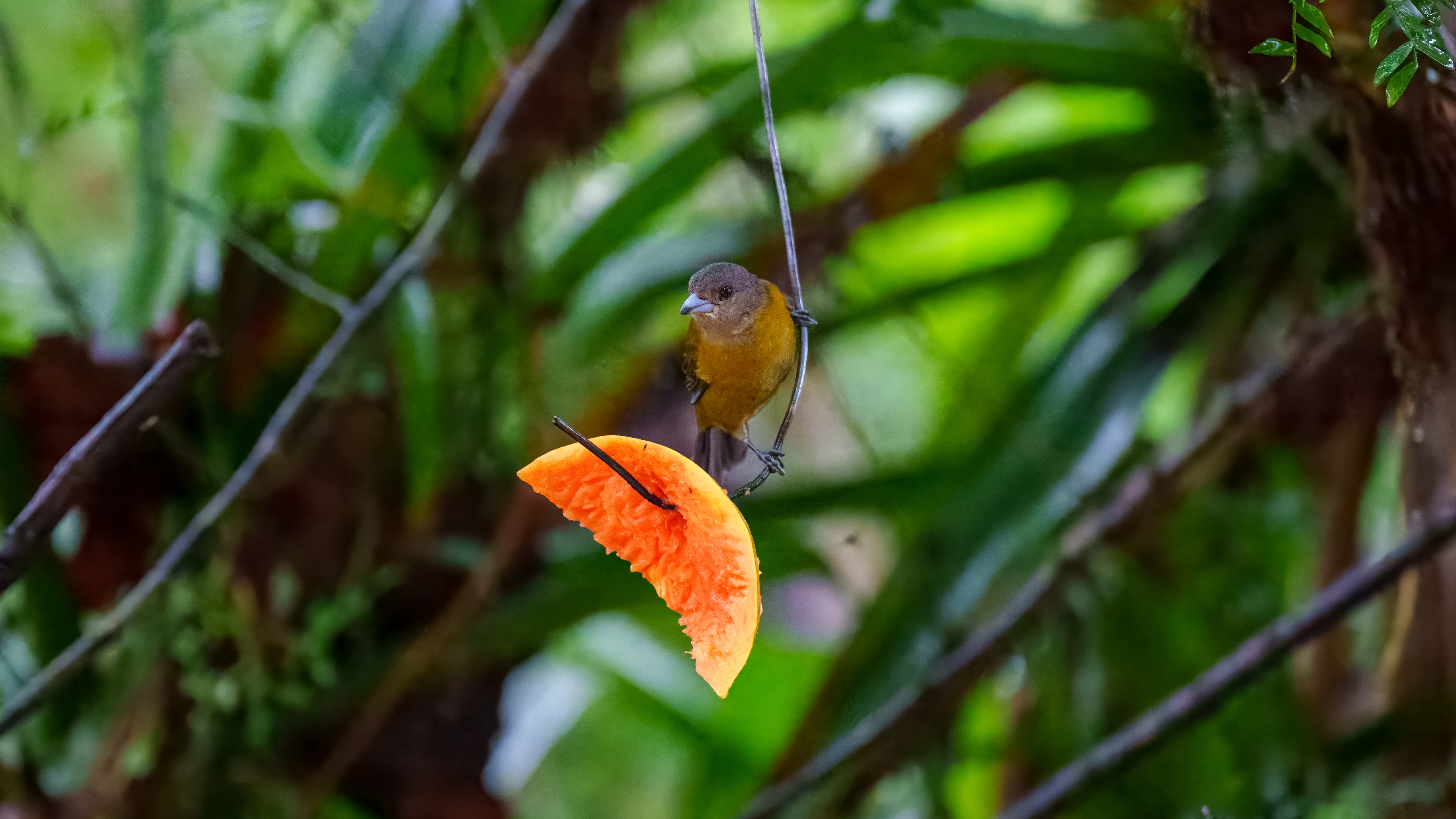 Kirschtangare ist ein mittelgroßer Sperlingsvogel. Diese Tangare ist ein ansässiger Brüter im pazifischen Tiefland von Costa Rica und Westpanama.
Erwachsener Plum. nuptial

Wald: Feuchtebene, Feuchtberg; Buschwald: feucht; Künstliche terrestrische Gebiete: landwirtschaftliches Land, Weiden, Plantagen, ländliche Gärten